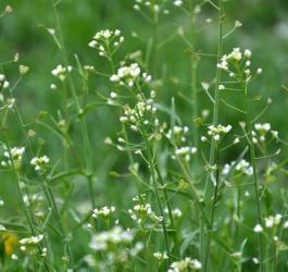 Kwitnący tasznik pospolity.