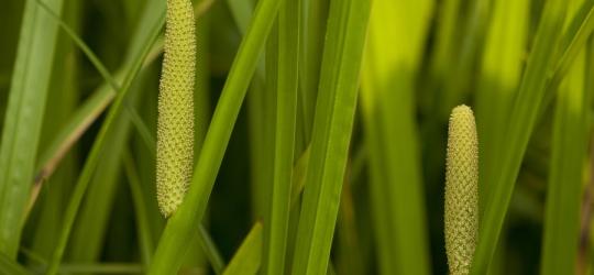 Szuwary tataraku zwyczajnego z widocznymi kwiatostanami.