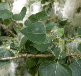 Liście topoli czarnej wraz z nasionami.