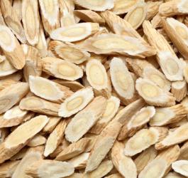 Korzeń traganka błoniastego.