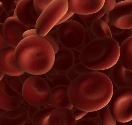 Grafika 3D erytrocytów.
