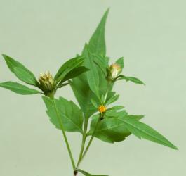 Ziele uczepu trójlistkowego.