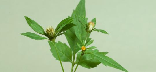 Ziele uczepu trójlistkowego.