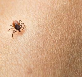Kleszcz wędrujący po ludzkiej skórze.