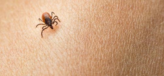 Kleszcz wędrujący po ludzkiej skórze.