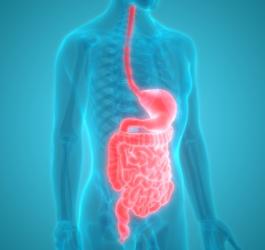 Grafika 3D przedstawiająca transparentną sylwetkę człowieka i wyróżniony układ pokarmowy.