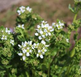 Kwitnąca warzucha lekarska.