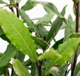 Liście wawrzynu szlachetnego.