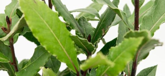 Liście wawrzynu szlachetnego.