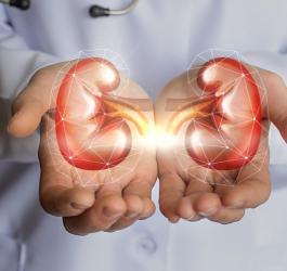 Lekarz trzyma w rękach model 3D ludzkich nerek.