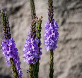 Fioletowe, kwitnące kwiaty werbeny krzaczastej.