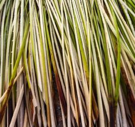 Pędy wetiwerii pachnącej.