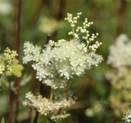 Kwitnąca wiązówka błotna.