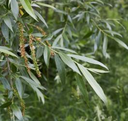 Liście wierzby białej.