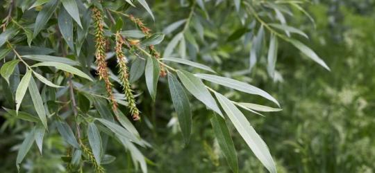 Liście wierzby białej.