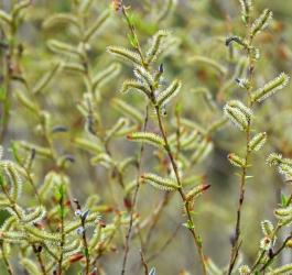 Gałązki wierzby purpurowej.