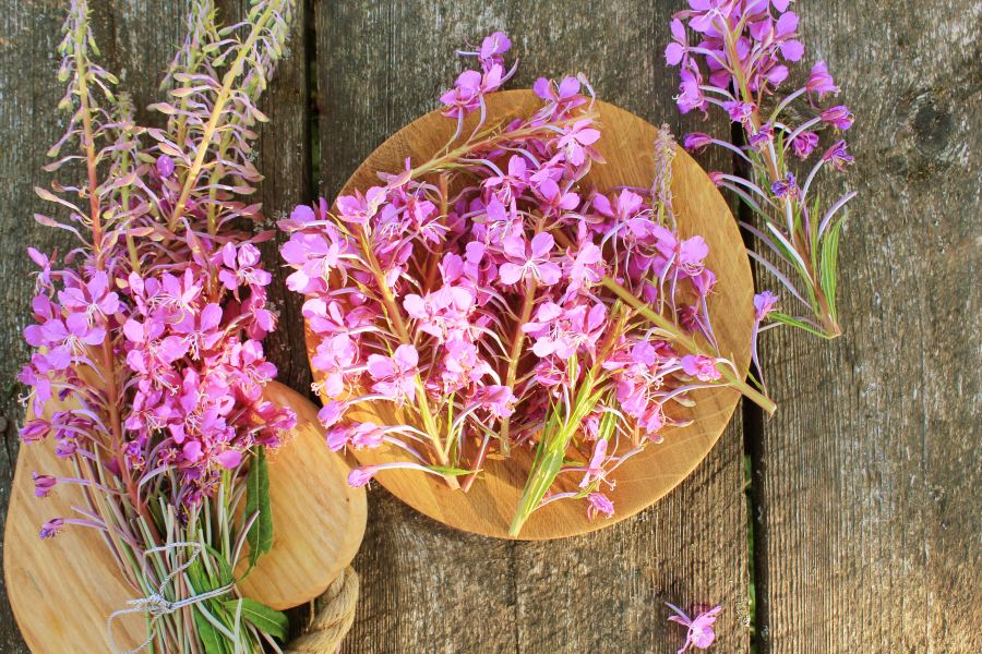 wierzbownica drobnokwiatowa