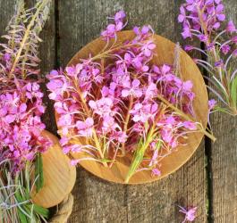 wierzbownica drobnokwiatowa