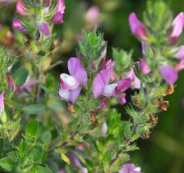 Kwitnąca wilżyna ciernista.