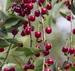 Owoce wiśni pospolitej na drzewie.