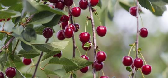 Owoce wiśni pospolitej na drzewie.