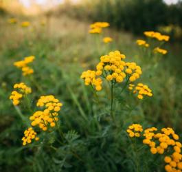 Wrotycz − właściwości, działanie, zastosowanie