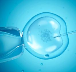 Procedura in vitro w dużym przybliżeniu.