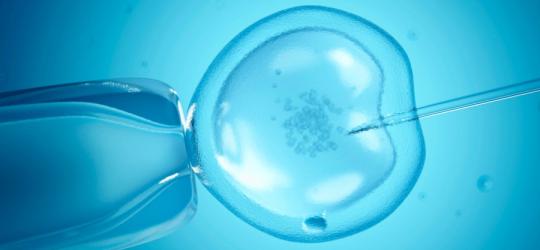 Procedura in vitro w dużym przybliżeniu.