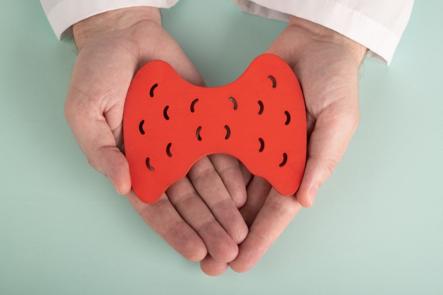 Lekarz trzyma w dłoniach model tarczycy.