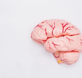 Za co odpowiada szyszynka?