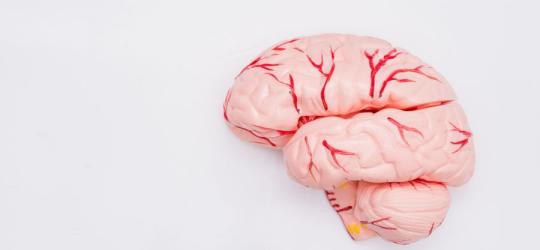 Za co odpowiada szyszynka?