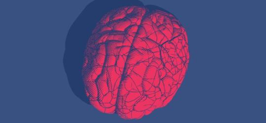 Model ludzkiego mózgu zabarwiony na czerwono, symbolizujący zapalenie opon mózgowo-rdzeniowych.