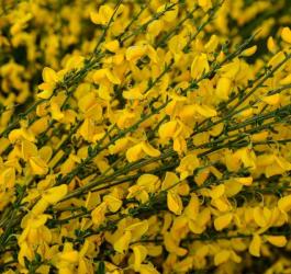 Kwitnacy zarnowiec miotlasty.