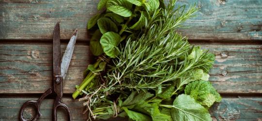 zioła na odporność