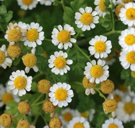 Kwitnący złocień maruna.