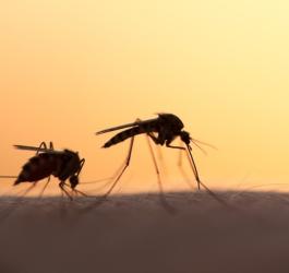 Komary przenoszące wirus żółtej febry.