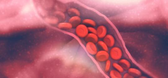 Krew przepływająca przez żyłę.