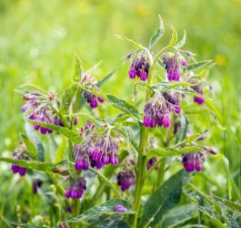 Żywokost lekarski - właściwości i zastosowanie