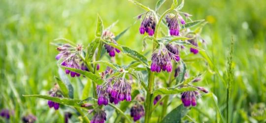 Żywokost lekarski - właściwości i zastosowanie