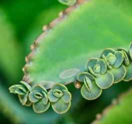 Żyworódka - nie tylko na zmiany skórne