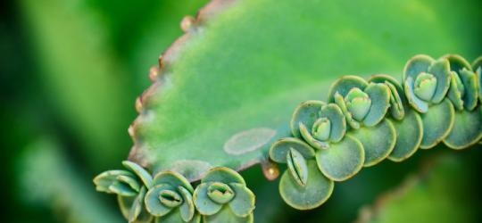 Żyworódka - nie tylko na zmiany skórne